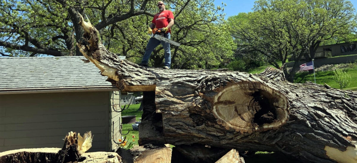 Tree Service Okoboji - Removal and trimming near East Lake