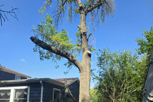 Sectional Tree Cutting – Dixon Beach Area, Okoboji, IA