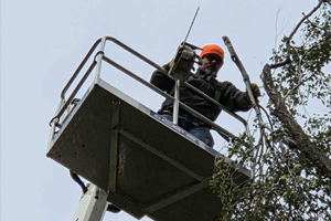 Stump grinding and root removal service near Woodland Avenue in Sioux Trails Park, Mankato MN.