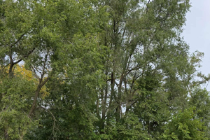 Professional tree removal near the Stoltzman Bluff area in West Mankato, MN.