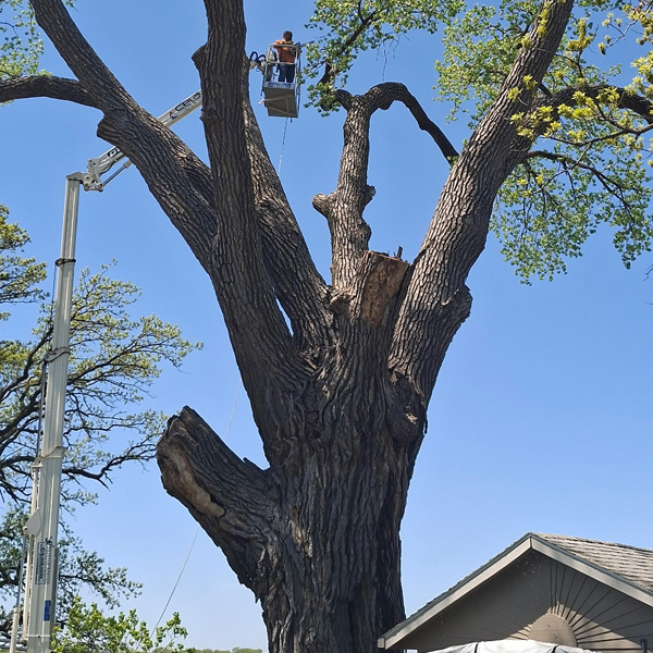 Tree Service Mankato - Lot clearing near Eastwood Drive