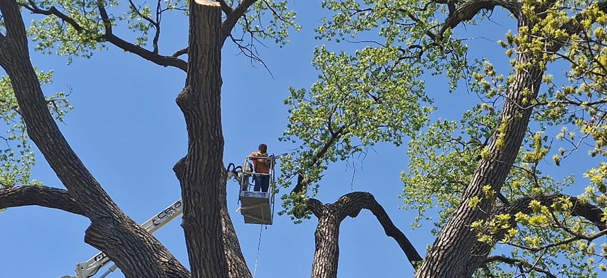 Tree Service Mankato - Tree removal and pruning near Sibley Park