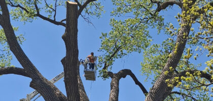Tree Service Mankato - Tree removal and pruning near Sibley Park