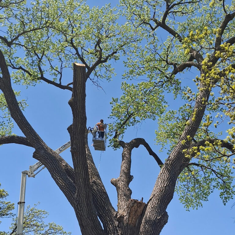 Tree Removal & Property Clean-Up in Mankato, MN