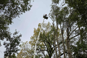 Tree trimming and canopy shaping completed in the Hilltop area near Sheffield Drive in Mankato, MN.