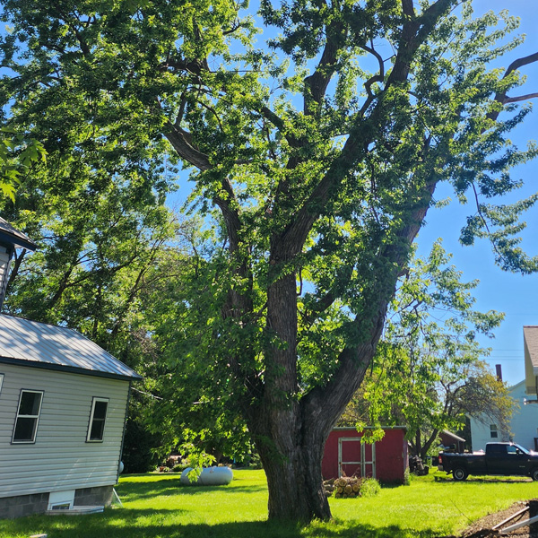 Tree Yard Clean Up Okoboji - Leaf and stick pickup near Lake Shore Dr